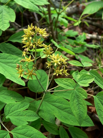 {Caulophyllum thalictroides}